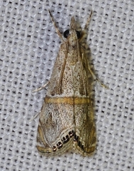 Euchromius gozmanyi