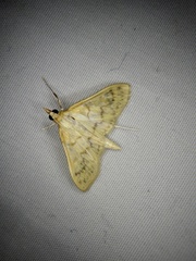 Paratalanta pandalis