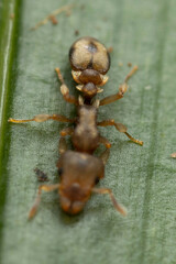 Colobostruma sisypha