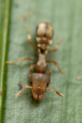 Colobostruma sisypha