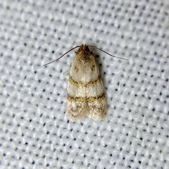 Elaphromorpha axierasta