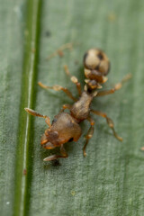 Colobostruma sisypha