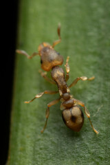 Colobostruma sisypha