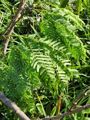 Leucaena leucocephala