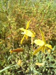 Cyanella lutea lutea