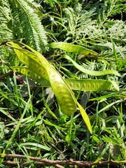 Leucaena leucocephala