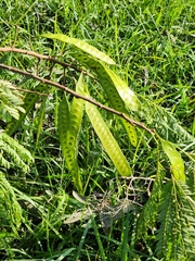 Leucaena leucocephala