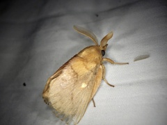 Euthrix albomaculata directa