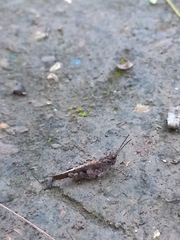 Trilophidia annulata