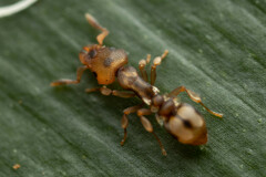 Colobostruma sisypha