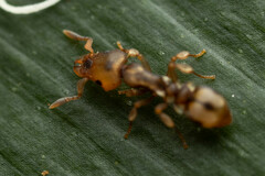 Colobostruma sisypha