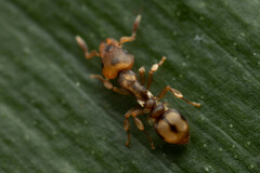 Colobostruma sisypha