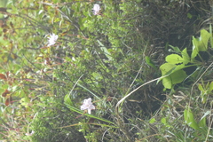 Rhodothamnus chamaecistus