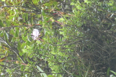 Rhodothamnus chamaecistus