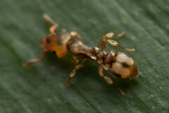 Colobostruma sisypha