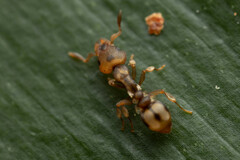 Colobostruma sisypha