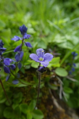 Veronica aphylla