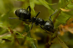 Anonychomyrma