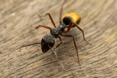 Dolichoderus extensispinus