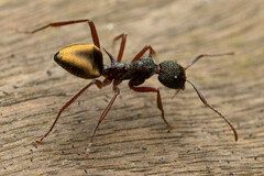 Dolichoderus extensispinus