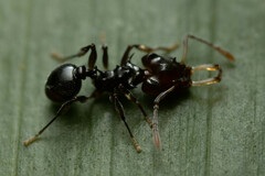 Orectognathus phyllobates