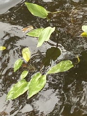 Alisma plantago-aquatica