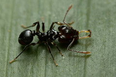 Orectognathus phyllobates