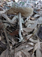 Amanita cheelii