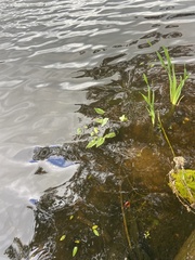 Alisma plantago-aquatica