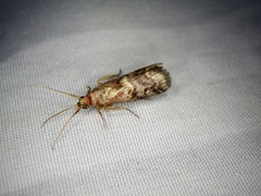 Acrobasis bellulella