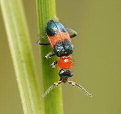 Dicranolaius cinctus