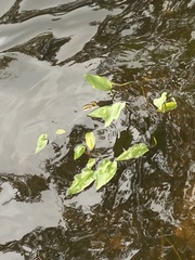 Alisma plantago-aquatica