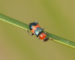 Dicranolaius cinctus