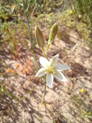 Ornithogalum