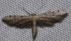 Idaea attenuaria