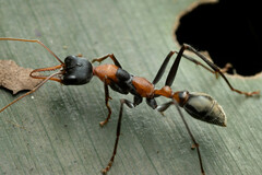 Myrmecia nigrocincta