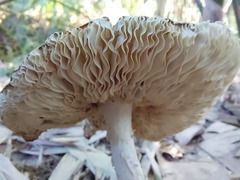 Amanita cheelii