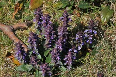 Ajuga australis