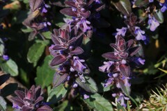 Ajuga australis
