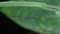 Ghilianella strigata