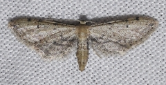 Idaea attenuaria