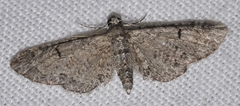 Eupithecia ultimaria