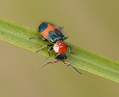 Dicranolaius cinctus