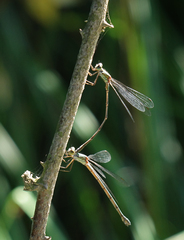 Chalcolestes parvidens