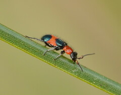 Dicranolaius cinctus