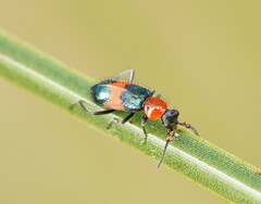 Dicranolaius cinctus