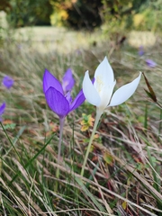 Crocus banaticus