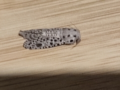 Zeuzera multistrigata