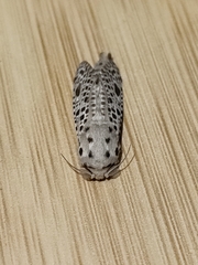 Zeuzera multistrigata