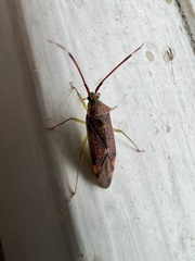 Pantilius tunicatus